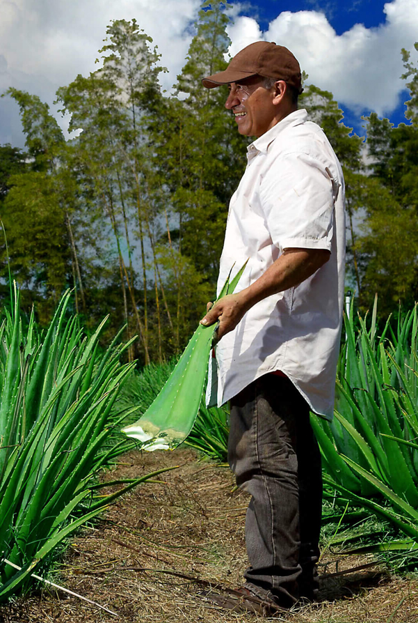 aloe vera aloexport nosotros